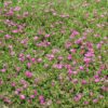 Hardy Ice Plant