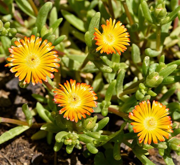 Hardy Ice Plant