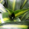 Hawaiian Sunshine Dracaena