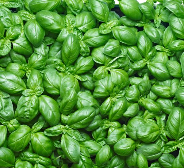 Link to All Blue Label Organic Herbs product page