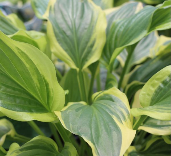 Link to All Perennials product page