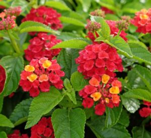 Hot Blooded Lantana