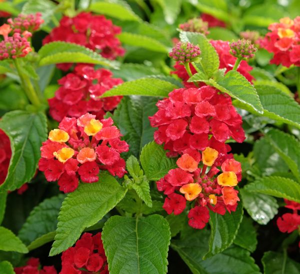 Link to Lantana product page