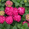 Summer Crush® Reblooming Hydrangea Gallery Image