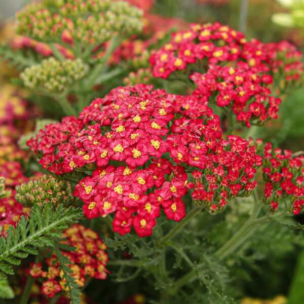 Yarrow