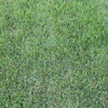 Icon Zoysia
