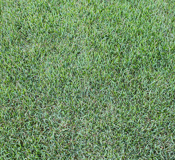 Icon® Zoysia Grass Plugs