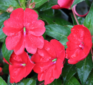 New Guinea Impatiens