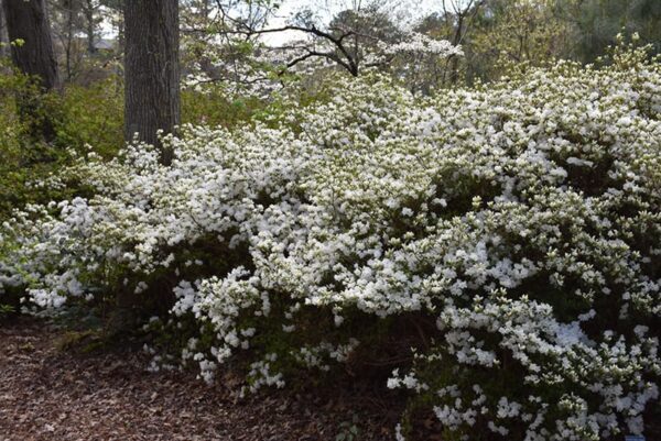 Snow Azalea