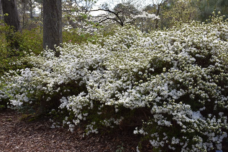 White discount azalea bush
