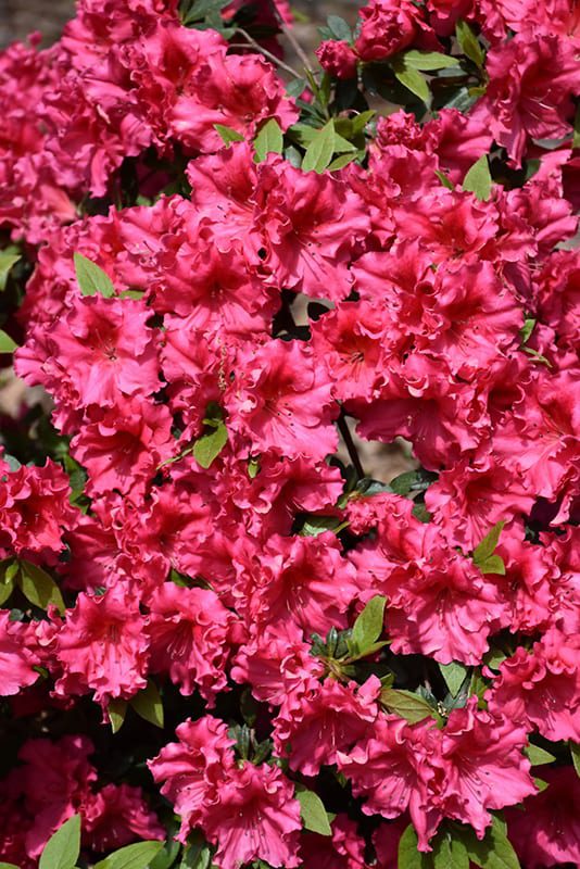 Red Ruffles Azalea - Calloway's Nursery