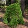 reuse Japanese maple