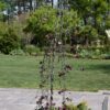 Ruby Falls Redbud