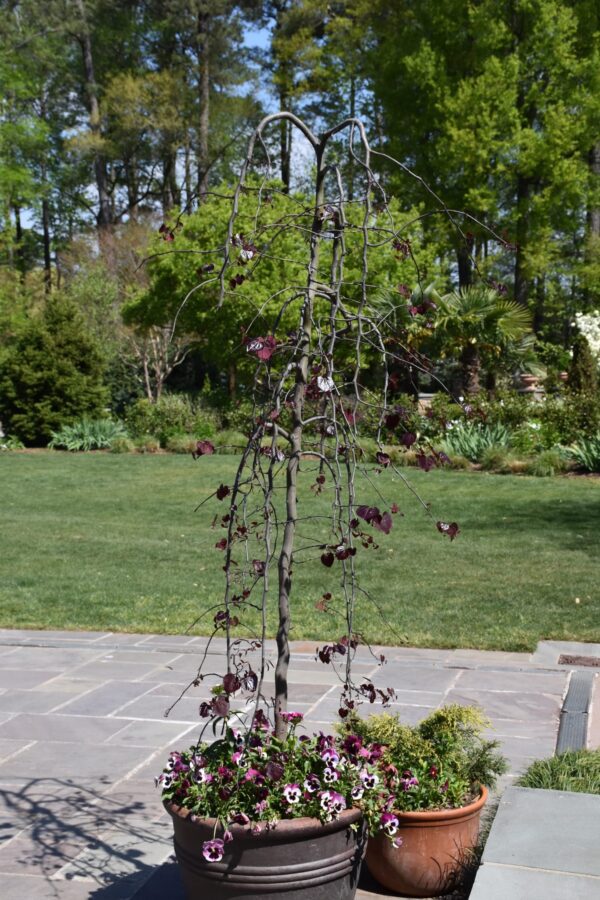 Ruby Falls Redbud