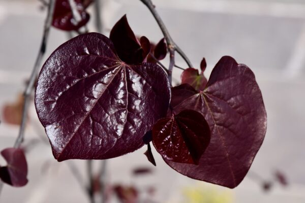 Ruby Falls Redbud