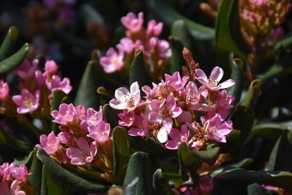 Calisto Indian Hawthorn