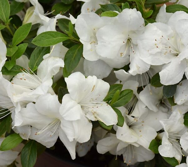 Encore® Azalea Autumn Ivory™