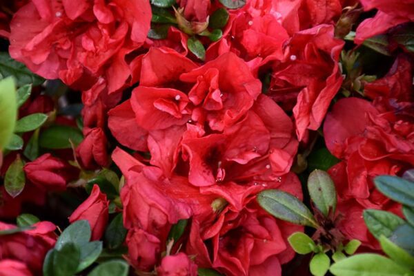 Encore® Azalea Autumn Fire™