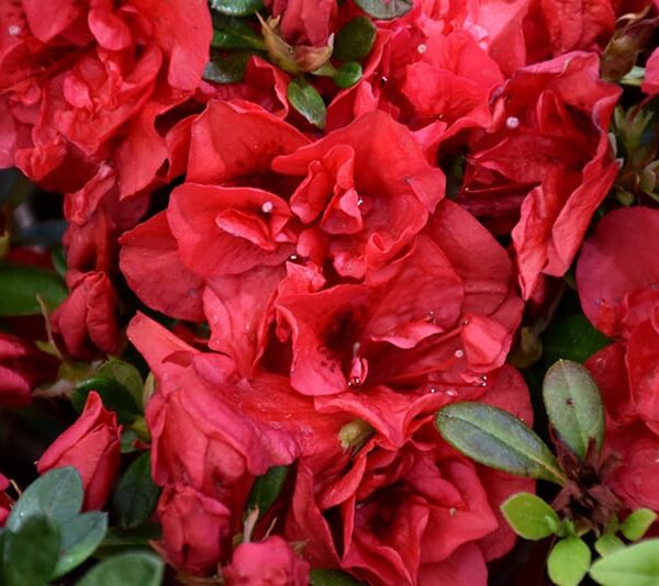 Encore® Azalea Autumn Fire™