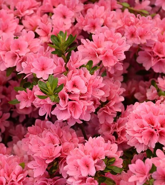 coral bells azalea