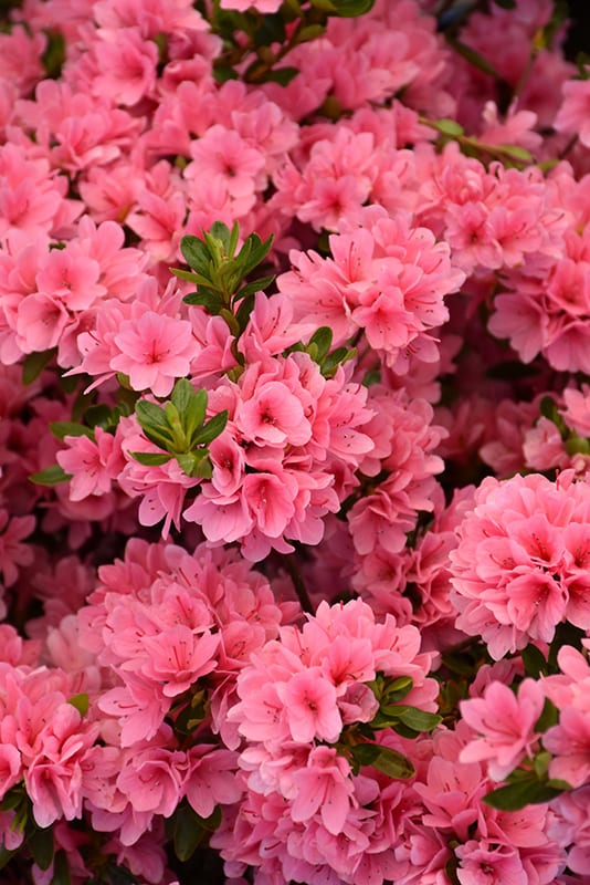 Coral outlet bell azalea