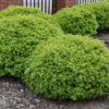 Dwarf Yaupon Holly