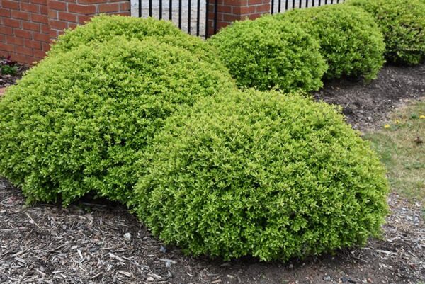 Dwarf Yaupon Holly