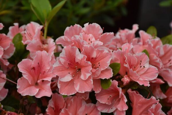 Encore® Azalea Autumn Sunburst™