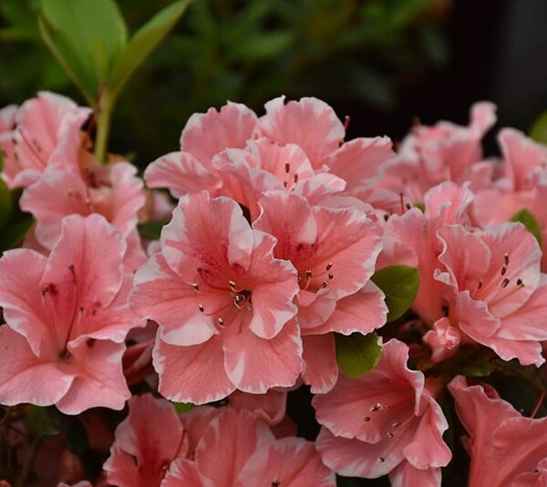 encore azalea