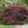 tamukeyama japanese maple