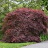 Tamukeyama Japanese Maple