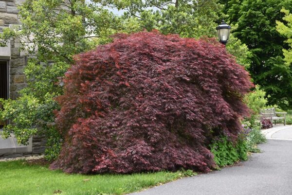 Tamukeyama Japanese Maple