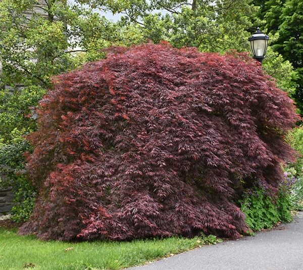 Tamukeyama Japanese Maple