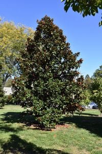 dd blanchard magnolia