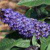 Pugster Blue® Butterfly Bush