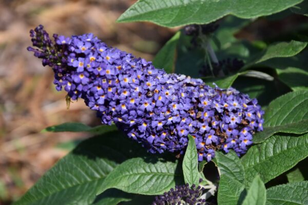 Pugster Blue® Butterfly Bush