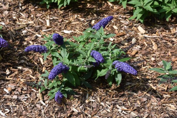 Pugster Blue® Butterfly Bush