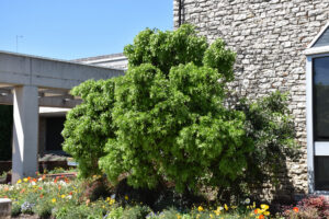 Mountain Laurel
