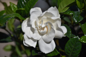 Crown Jewel Gardenia