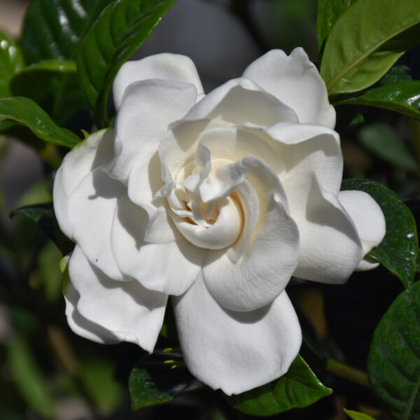 Crown Jewel Gardenia