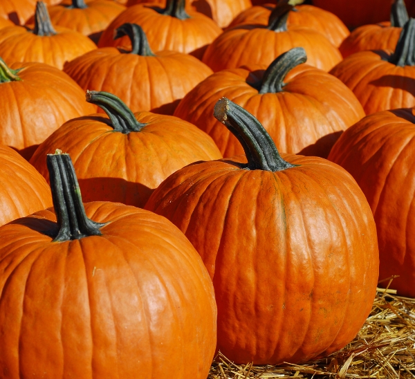 Link to Autumn Harvest product page