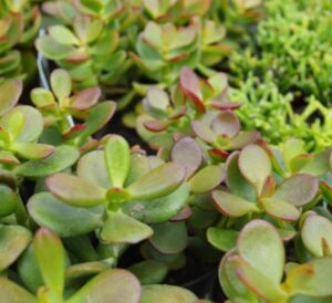Jade Succulents