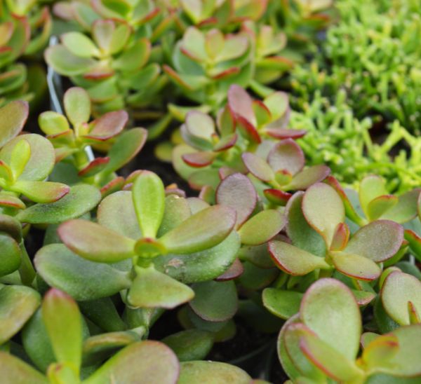 Link to Indoor Plants product page
