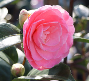 Camellia