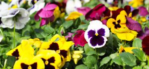 Blotch Matrix Pansies