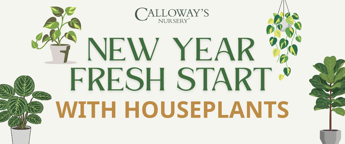 New Year Fresh Start With Houseplants