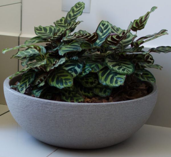 Pottery Collection