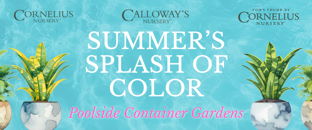 Summer’s Splash of Color: Poolside Container Gardens