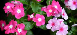 Cora® XDR Vinca