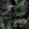 Rex Begonia